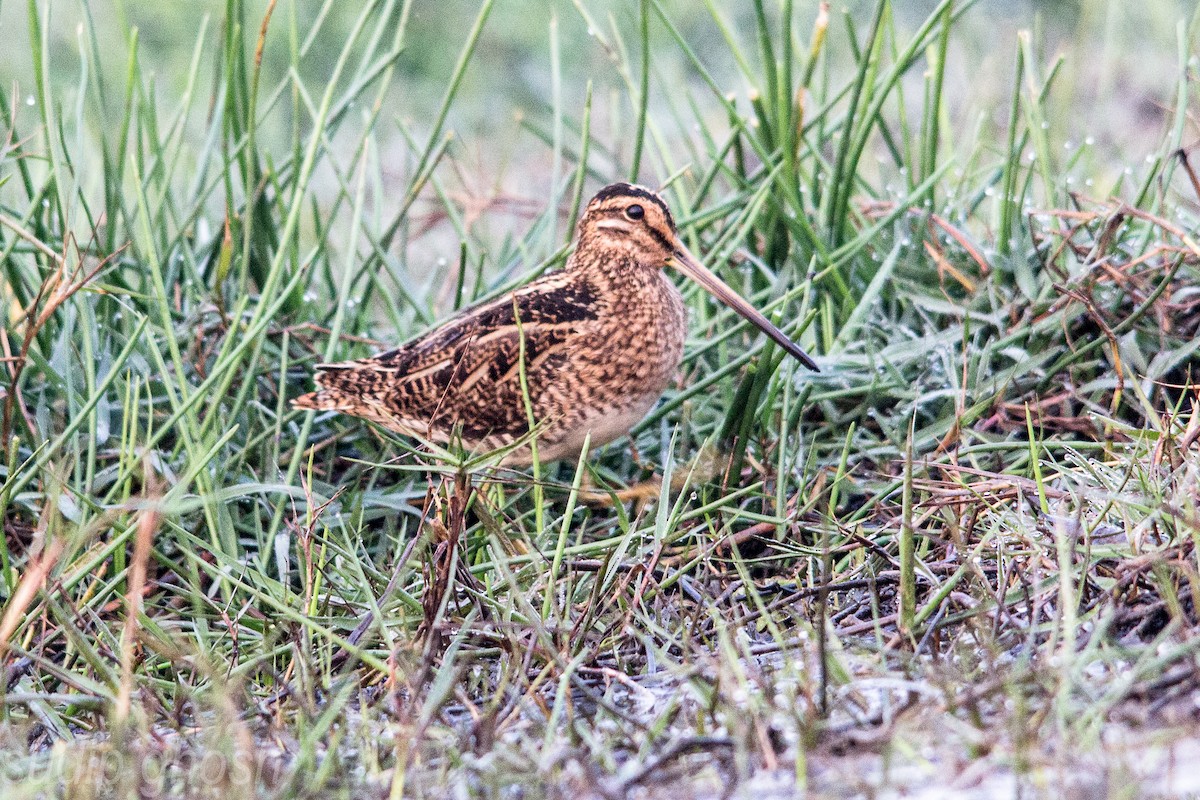 Common Snipe - Sudip Ghosh