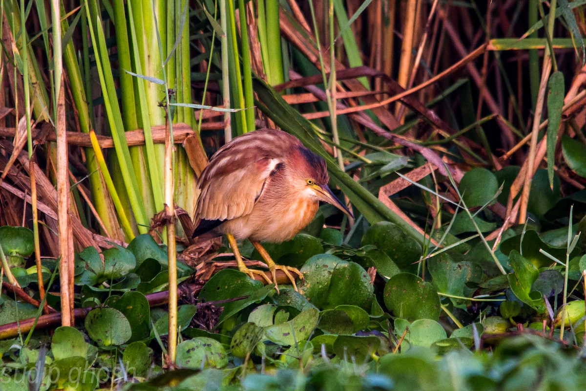 Cinnamon Bittern - Sudip Ghosh