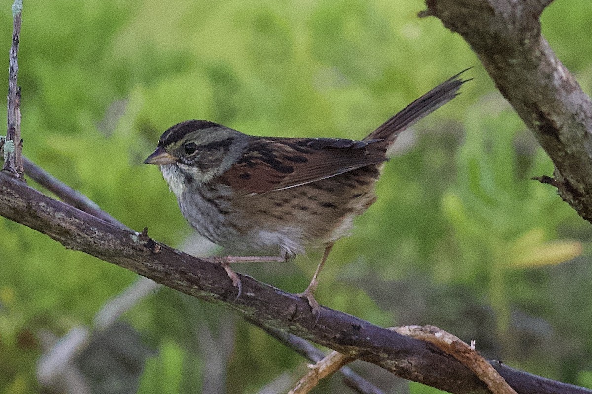 Swamp Sparrow - ML198899881
