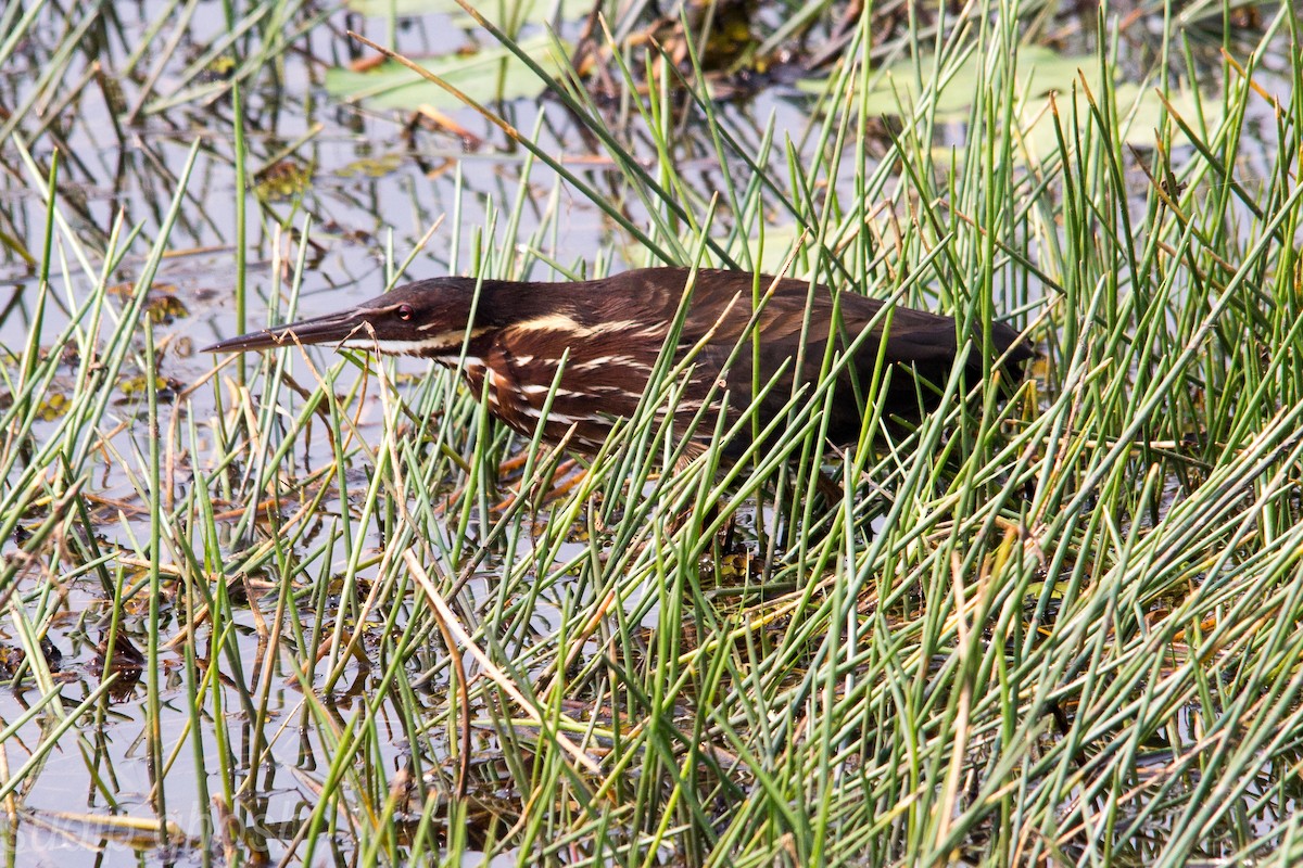 Black Bittern - Sudip Ghosh