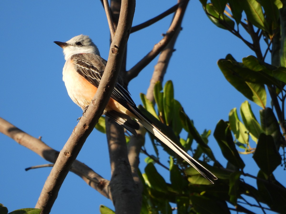 Scissor-tailed Flycatcher - Ananth Ramaswamy