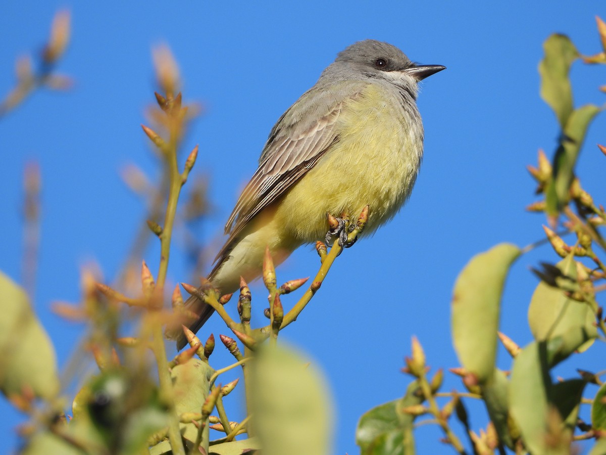 Cassin's Kingbird - ML198901401