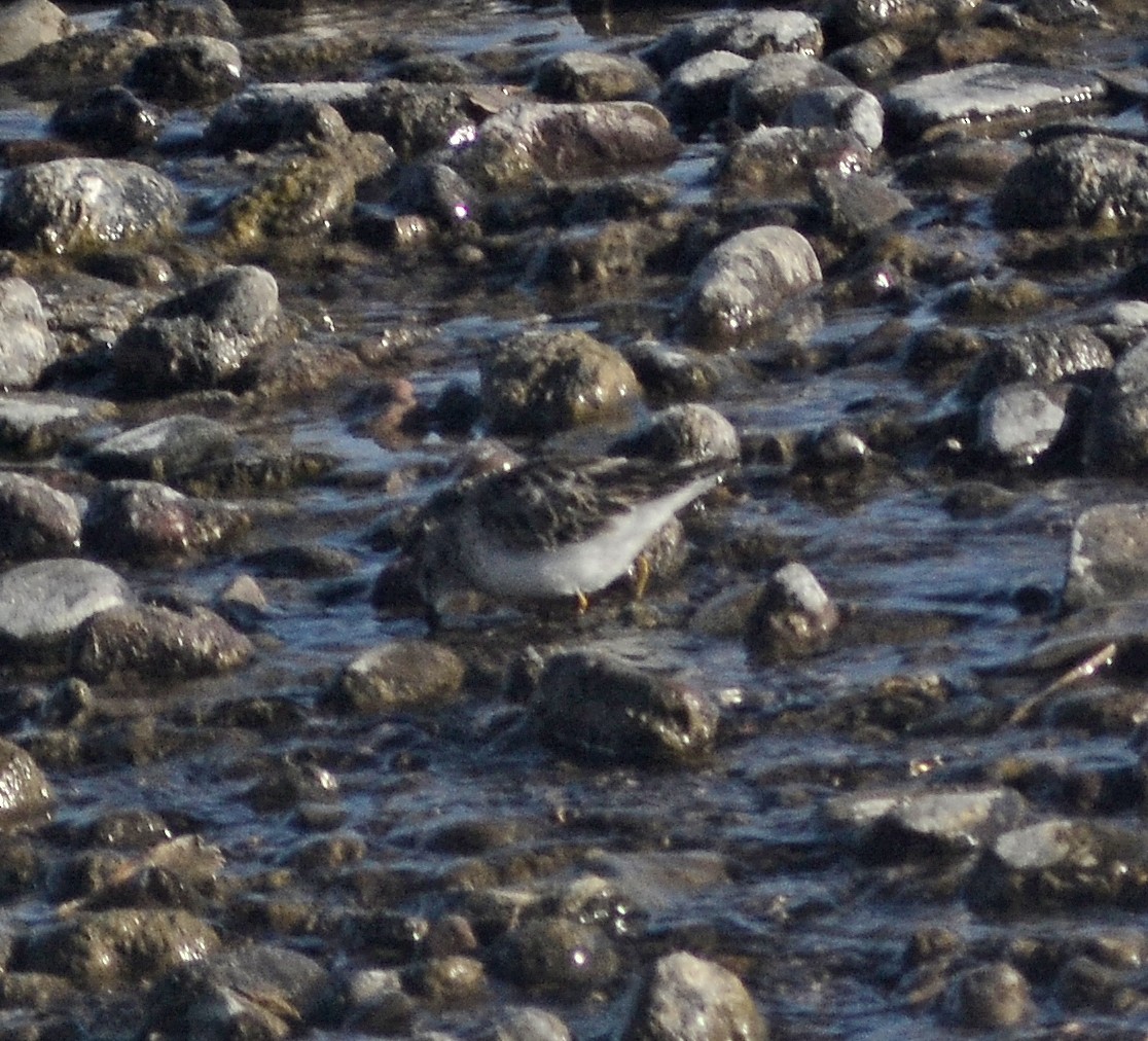 Least Sandpiper - ML198901741