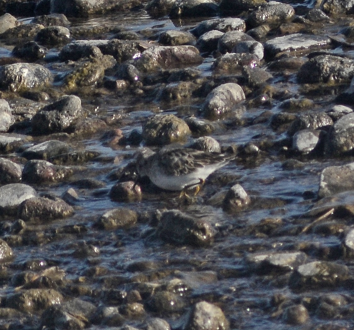 Least Sandpiper - ML198901761