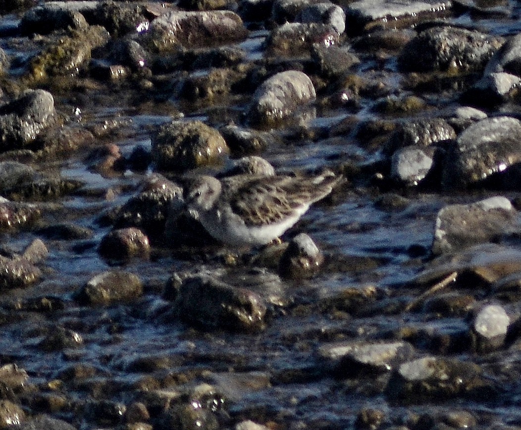 Least Sandpiper - ML198901771