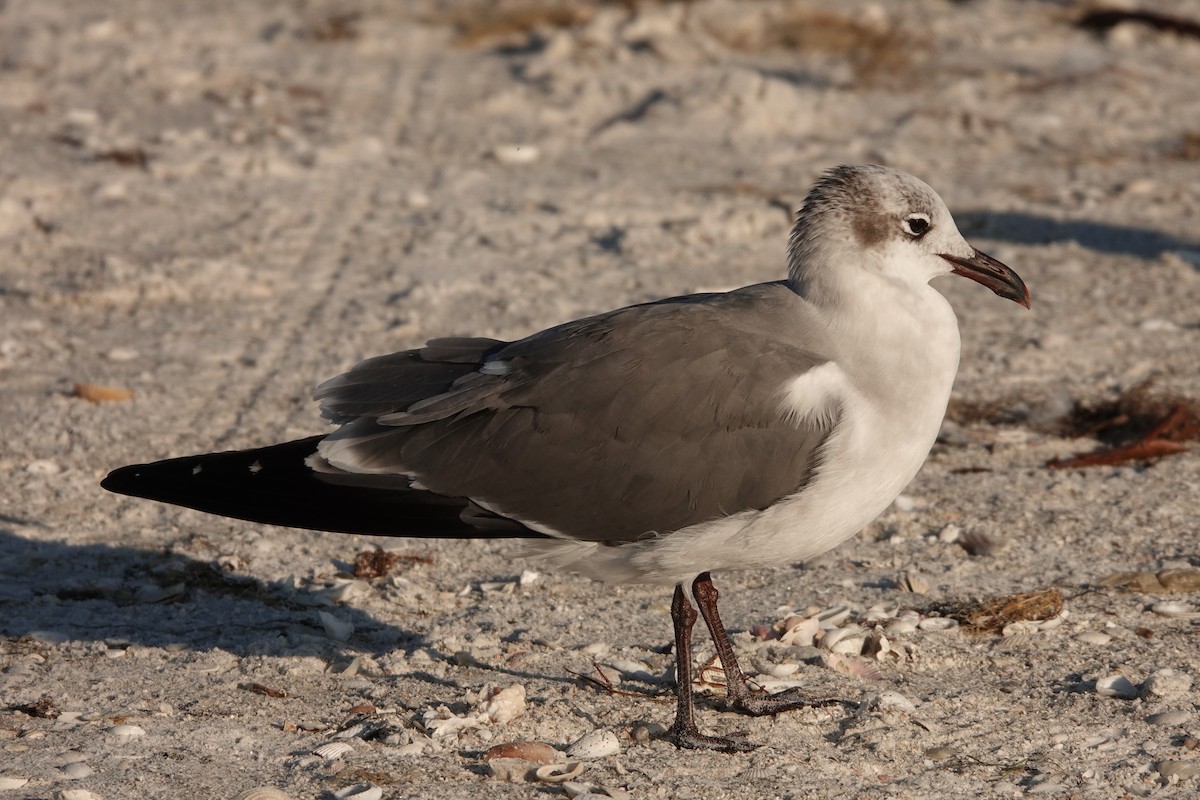 Mouette atricille - ML198904191