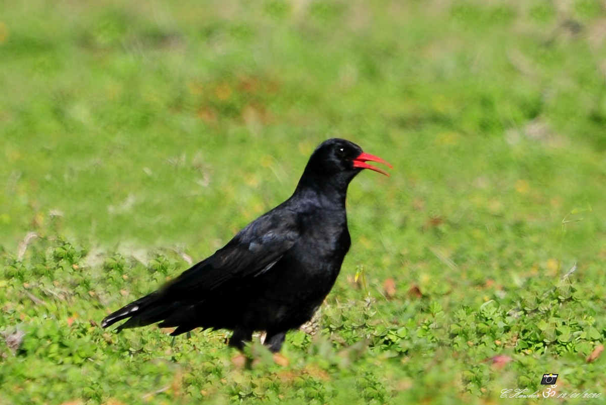 Red-billed Chough - ML198904571