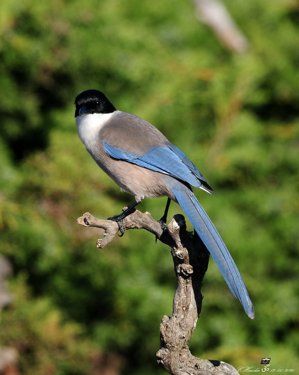 Iberian Magpie - ML198905121