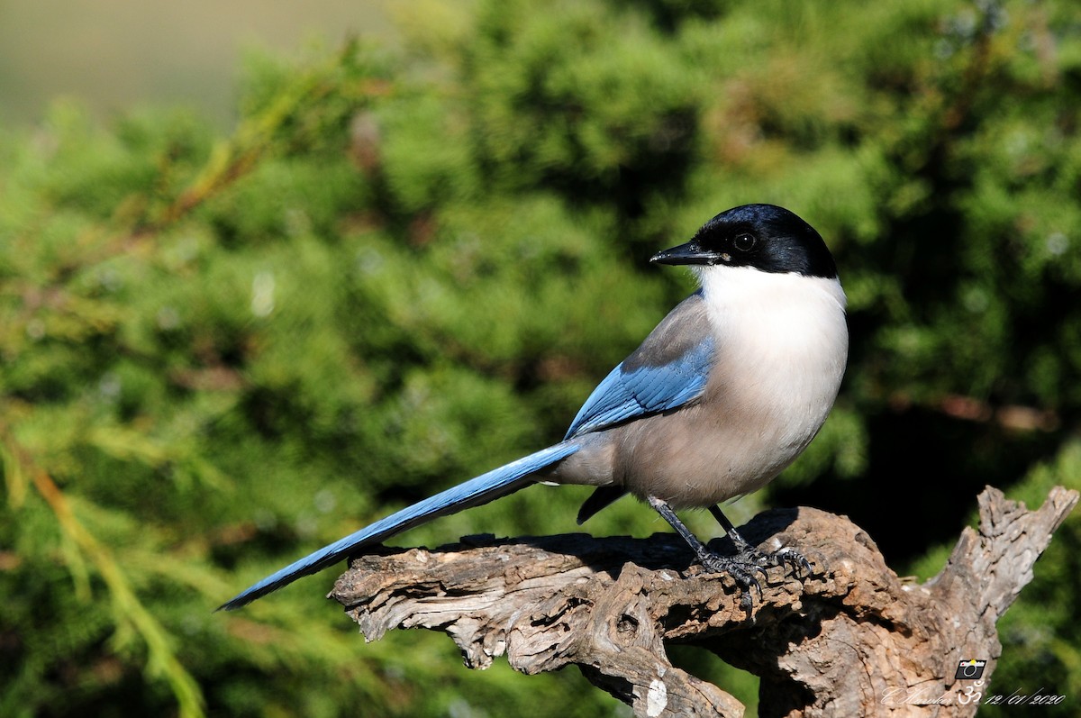 Iberian Magpie - ML198905161