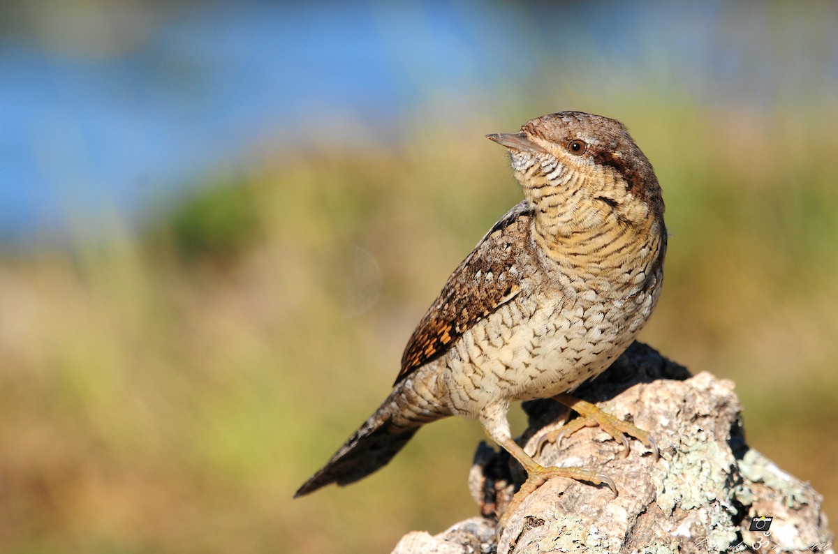 Eurasian Wryneck - Carl  Hawker