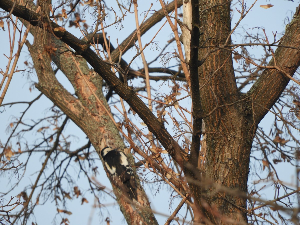 Syrian Woodpecker - ML198905401