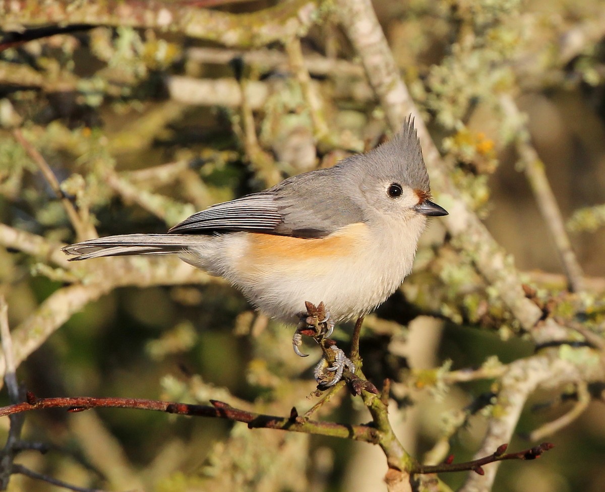 Tufted x Black-crested Titmouse (hybrid) - ML198905671