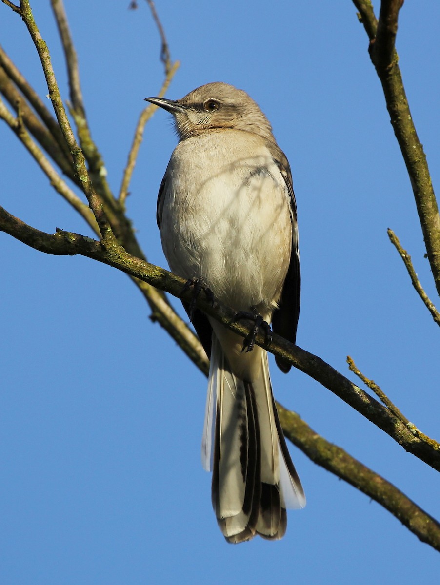 Northern Mockingbird - ML198905691