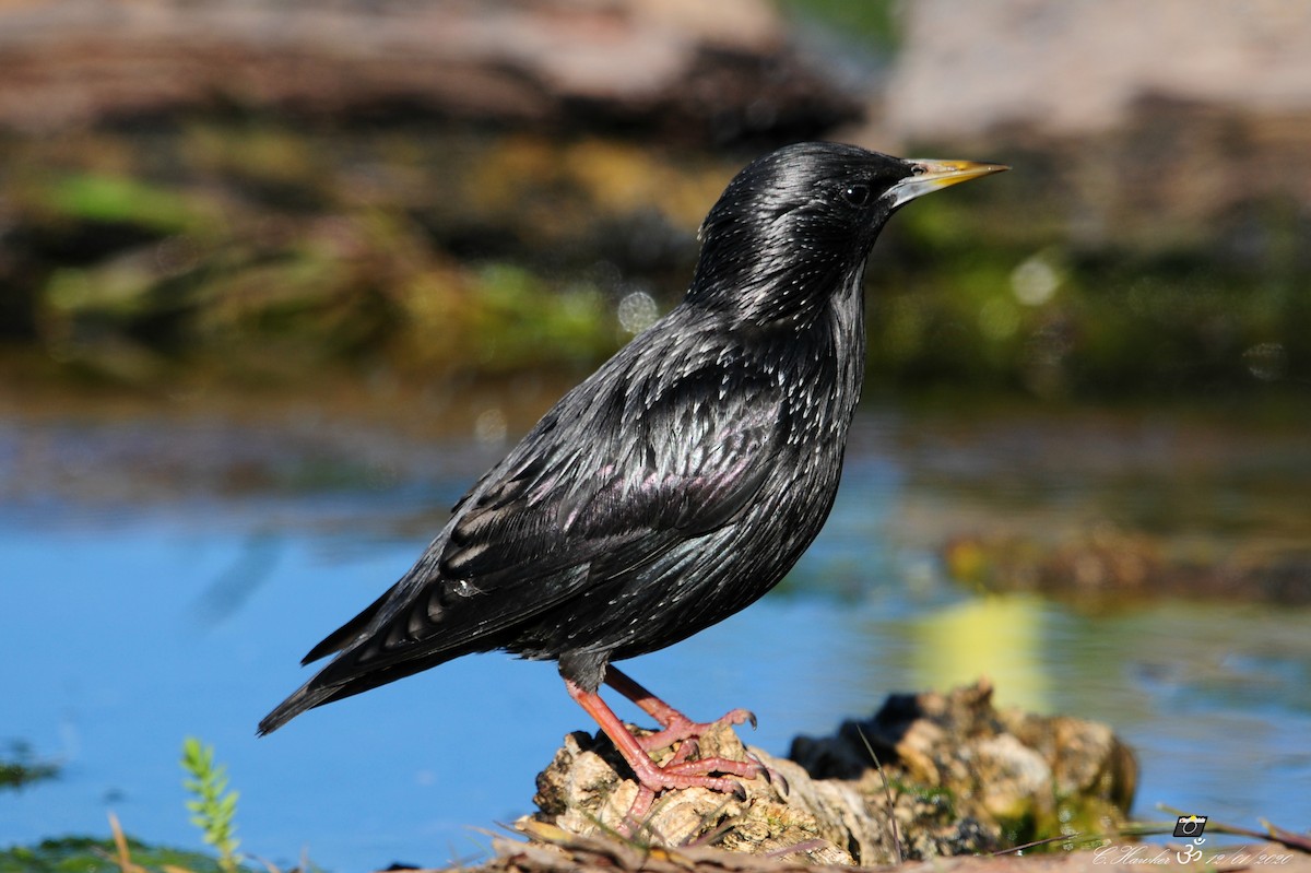 Spotless Starling - ML198905931