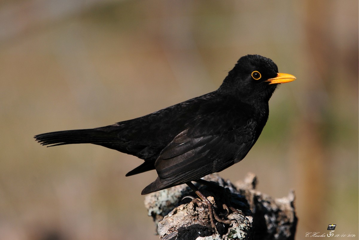 Eurasian Blackbird - ML198905971