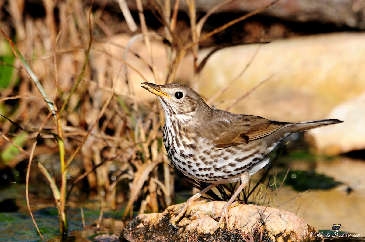 Song Thrush - ML198906541