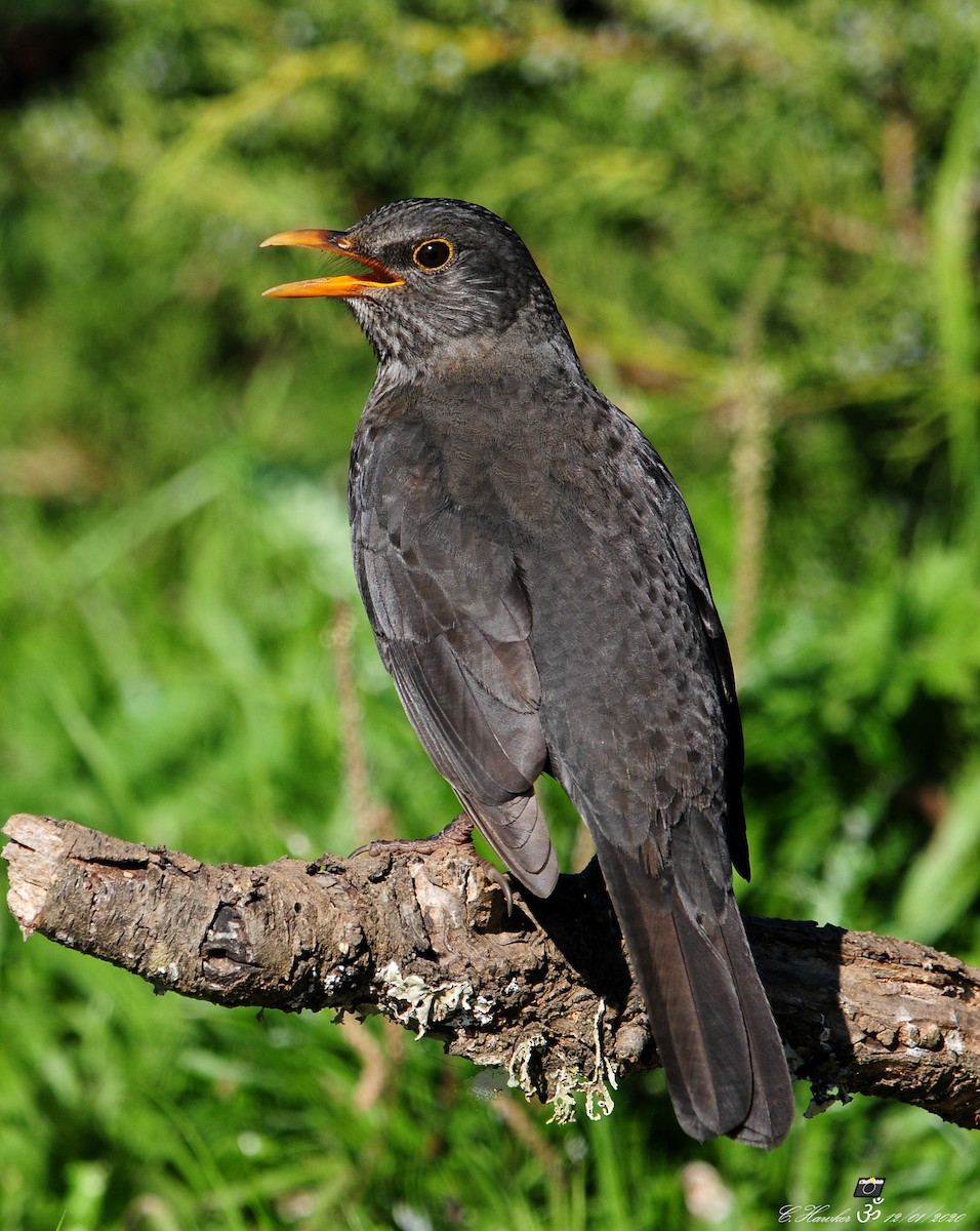 Eurasian Blackbird - ML198906581