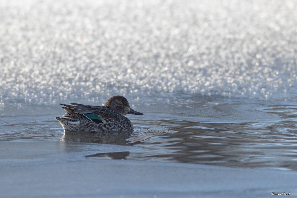 Green-winged Teal - Miriam Baril