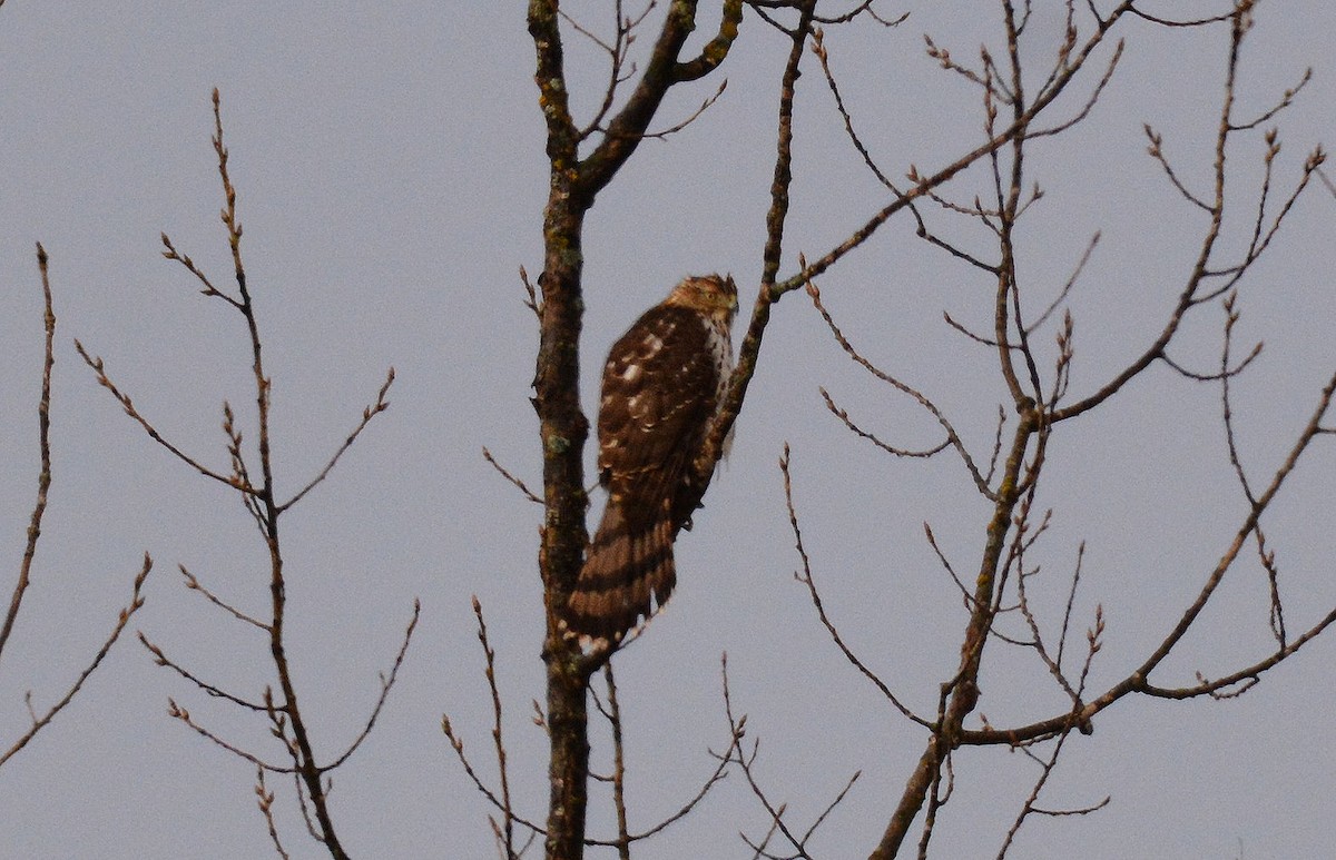 Cooper's Hawk - ML198906941