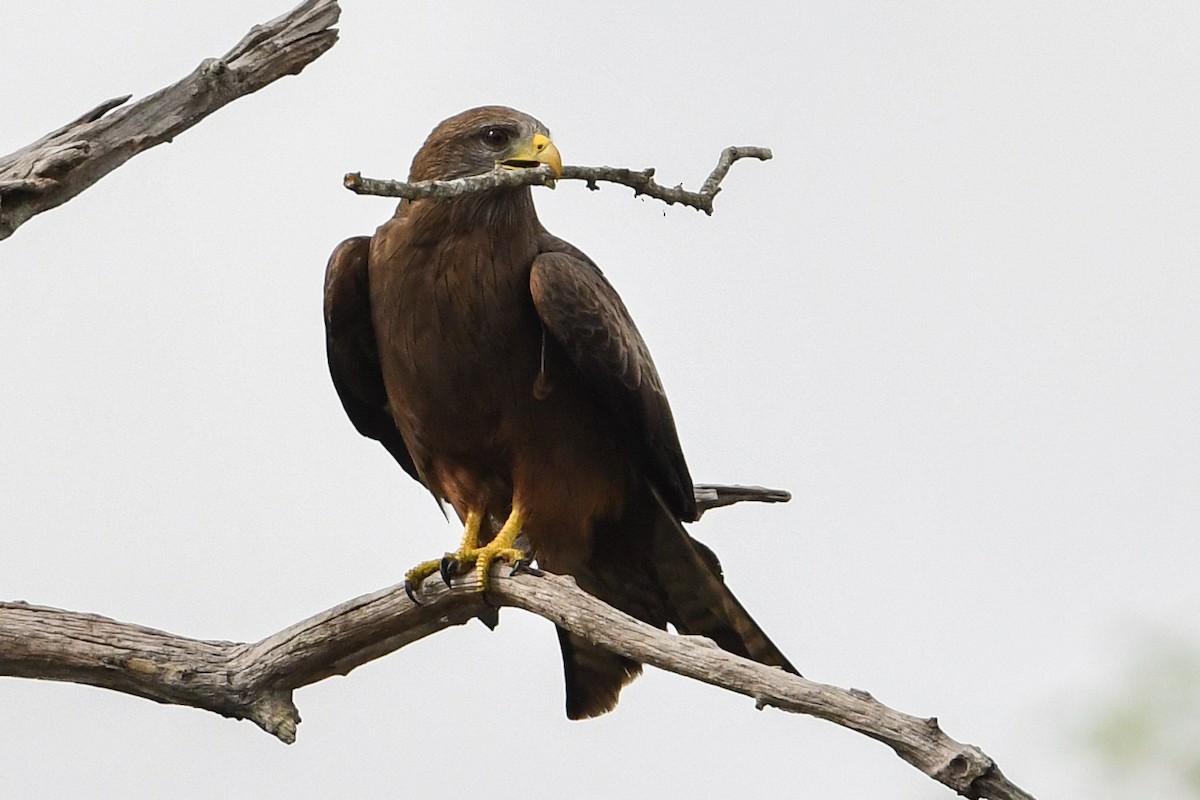 Black Kite (Yellow-billed) - Maryse Neukomm