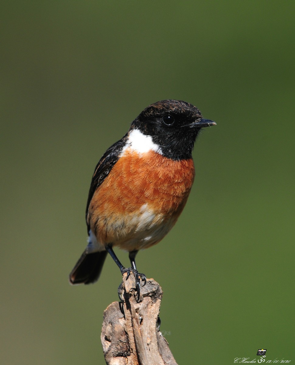 European Stonechat - ML198907771