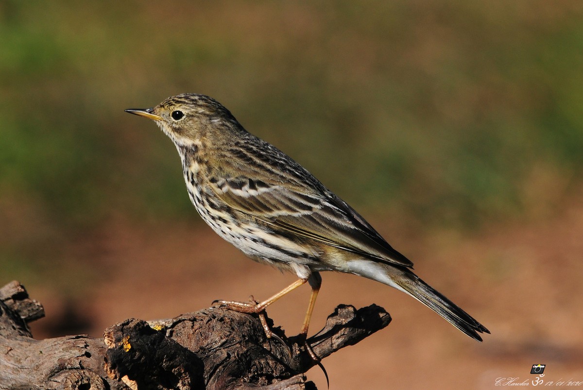 Meadow Pipit - ML198907991