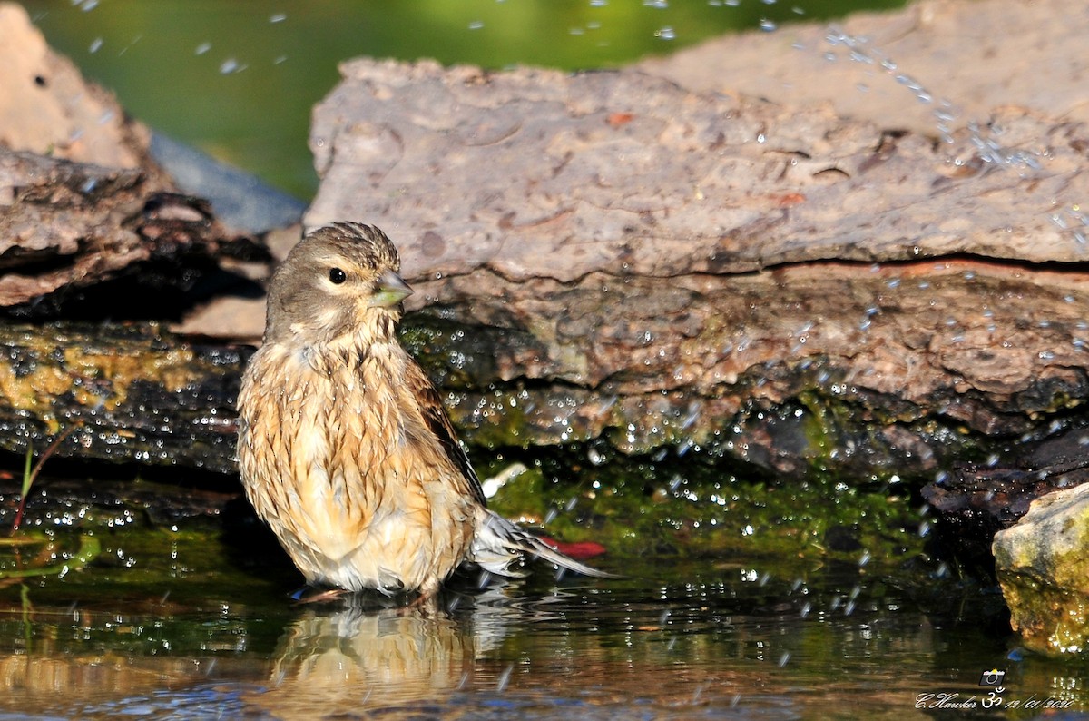 Eurasian Linnet - ML198908521