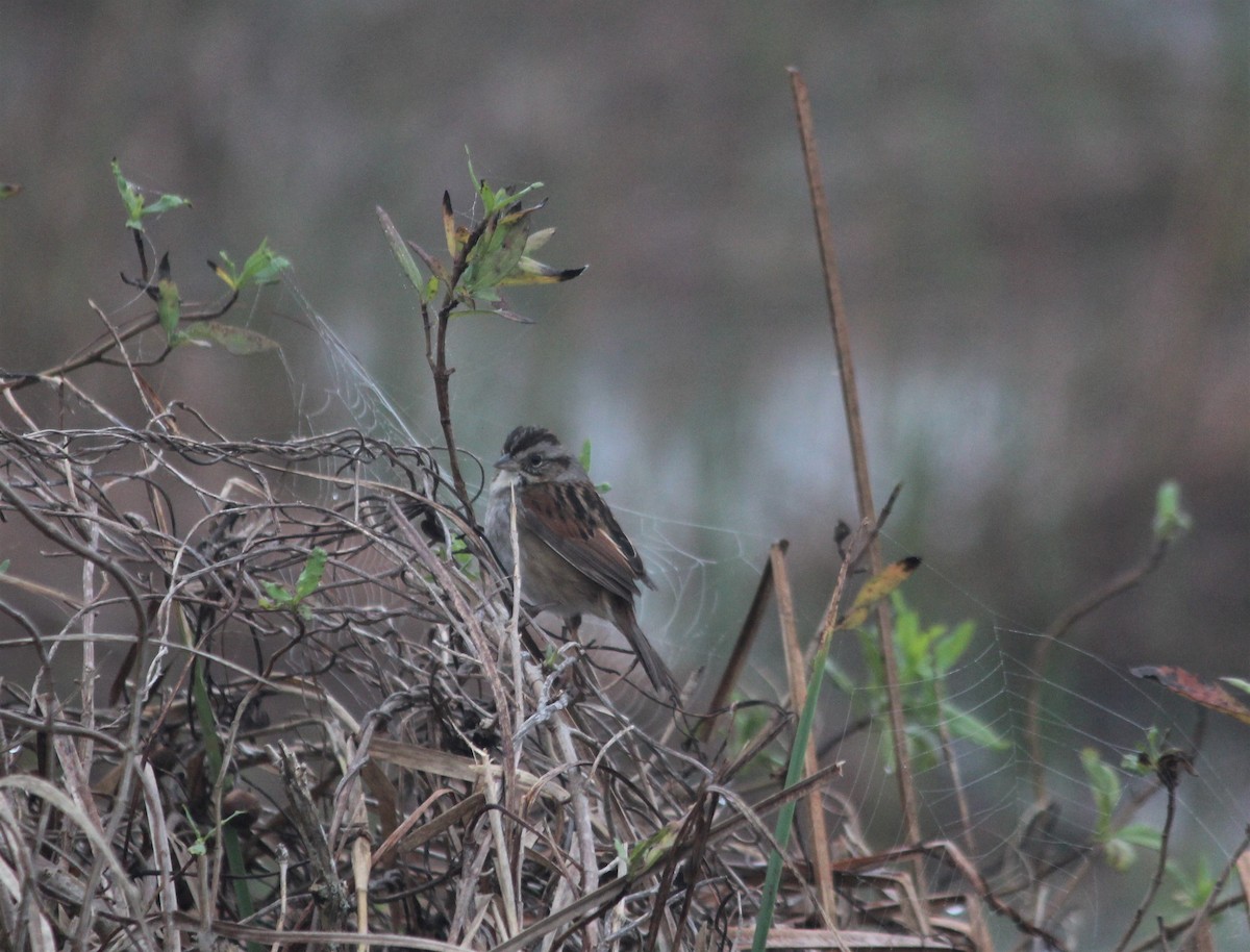 Swamp Sparrow - ML198908591