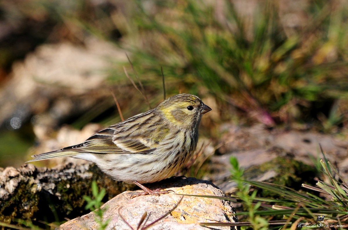 European Serin - ML198908831