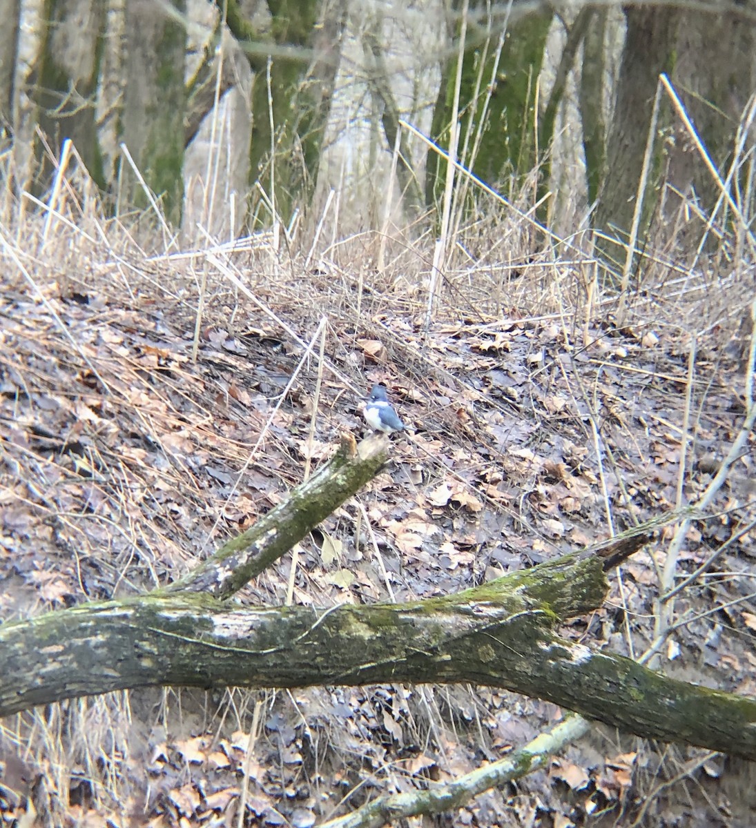 Belted Kingfisher - ML198909641