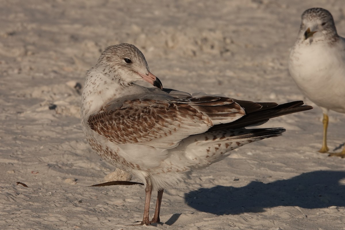 Ring-billed Gull - Anonymous