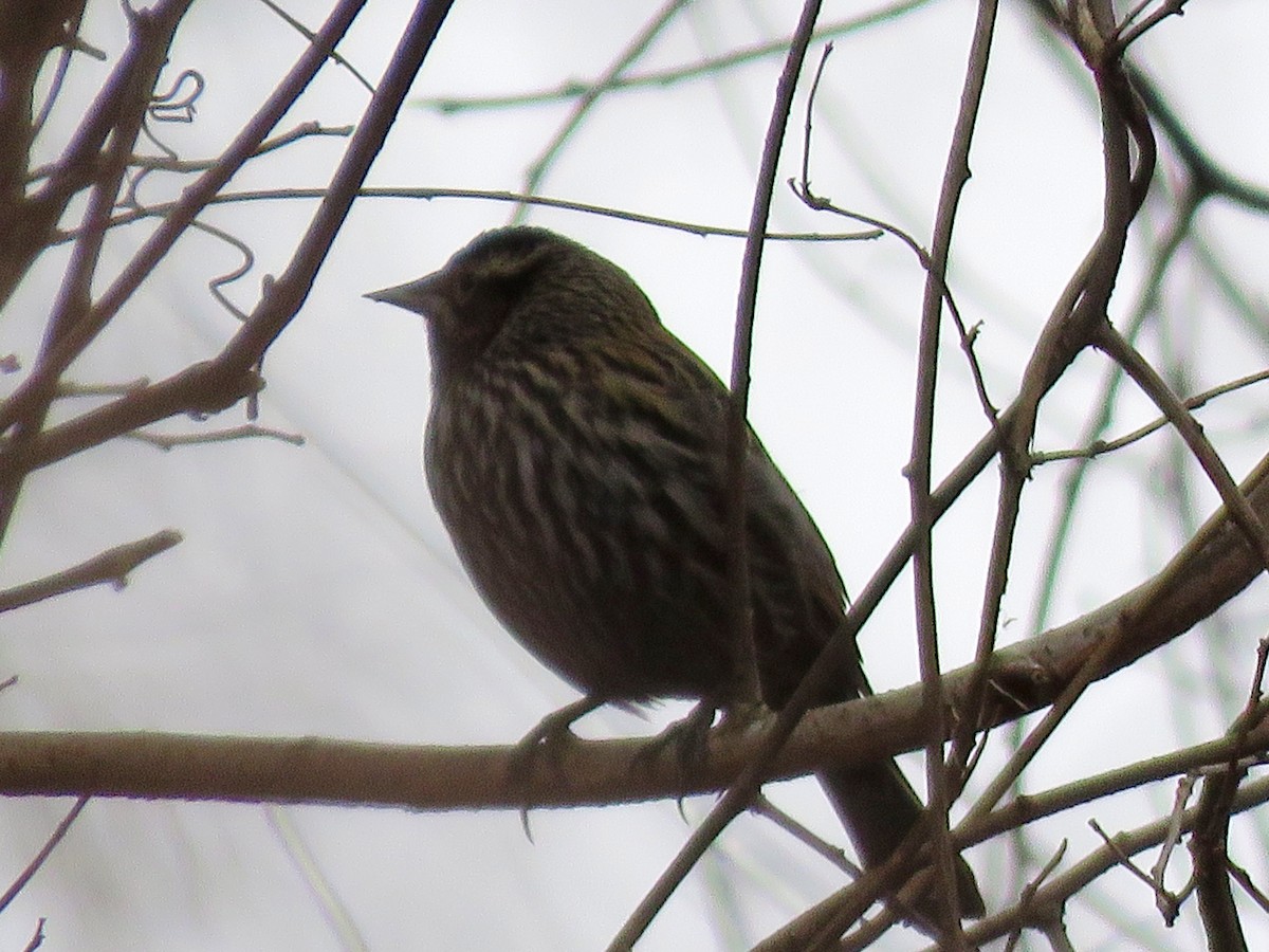 Red-winged Blackbird - John Flannigan