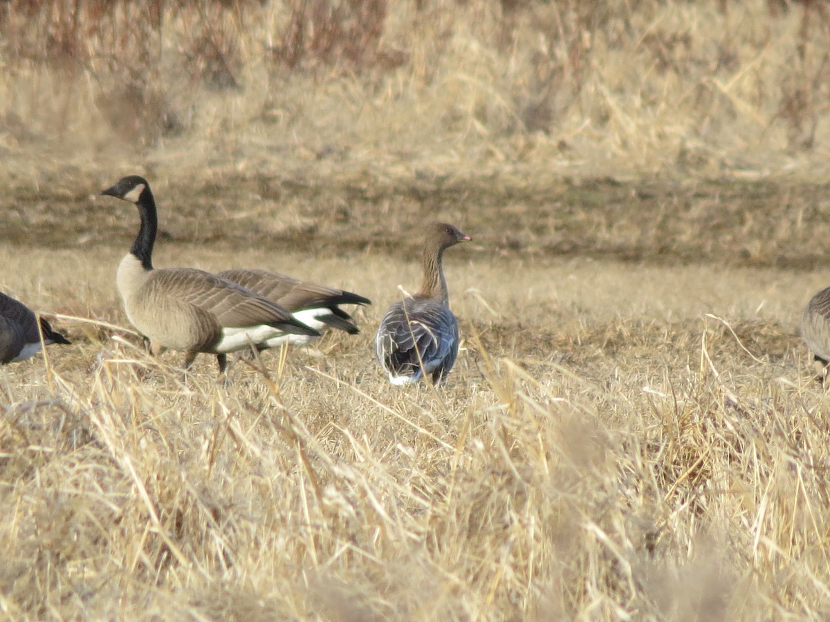 Pink-footed Goose - Holger Pflicke