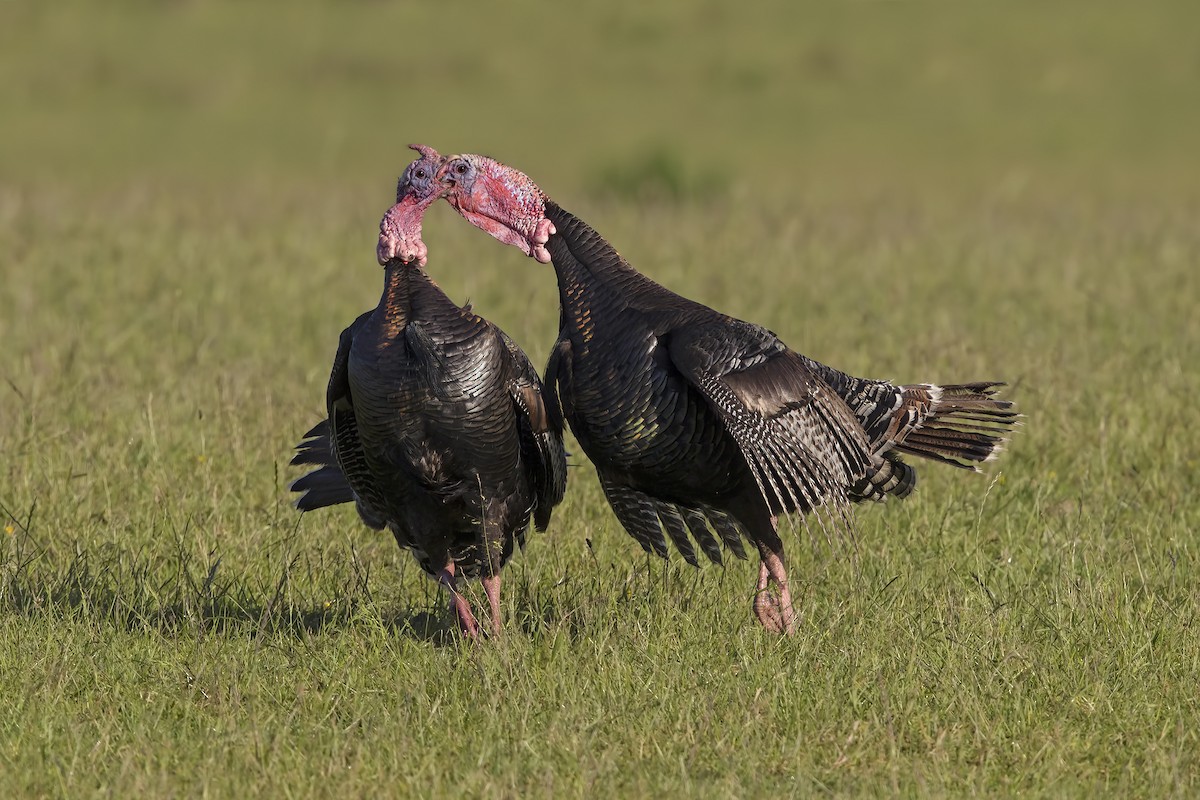 Wild Turkey - Marco Valentini