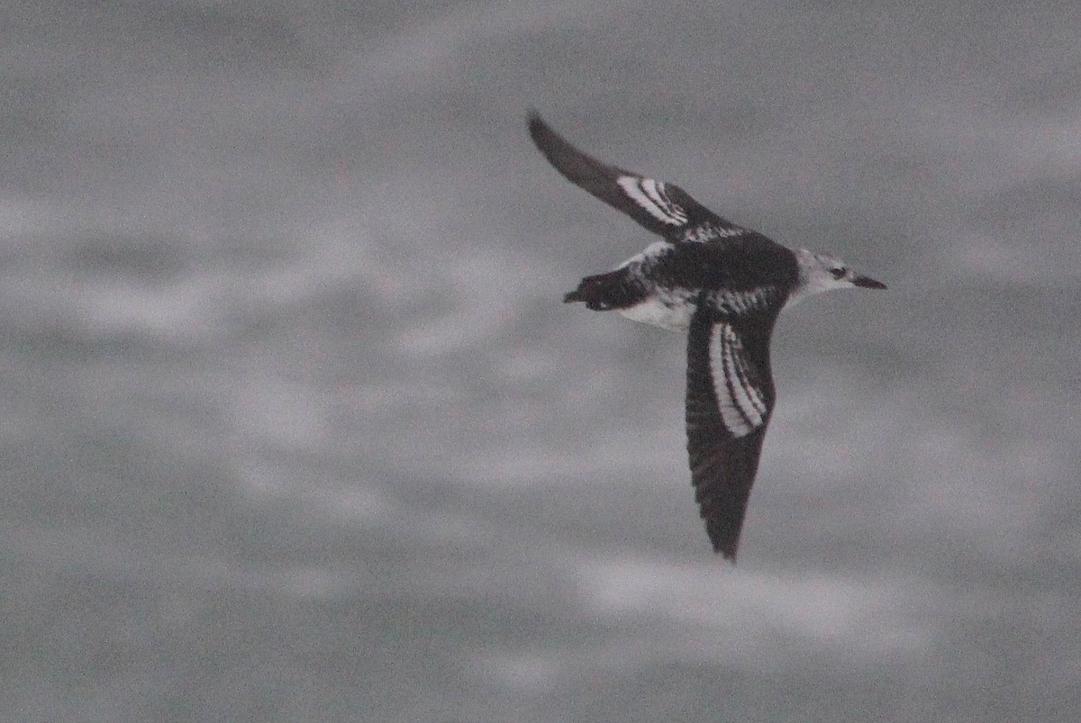 Black Guillemot - Matthew Schenck