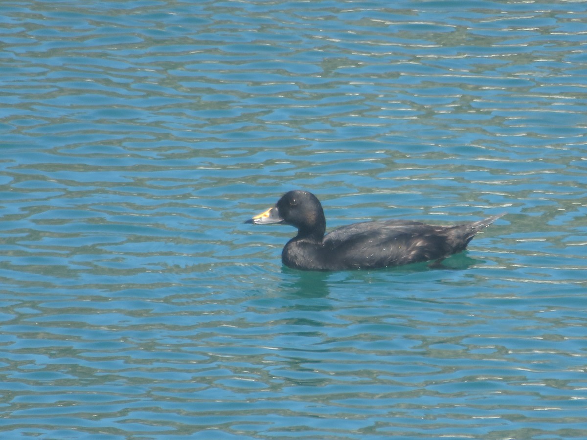 Common Scoter - ML198915701