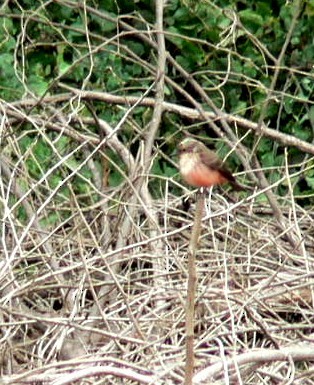 Vermilion Flycatcher - Bob Curry