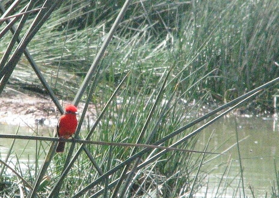 Vermilion Flycatcher - ML198916671