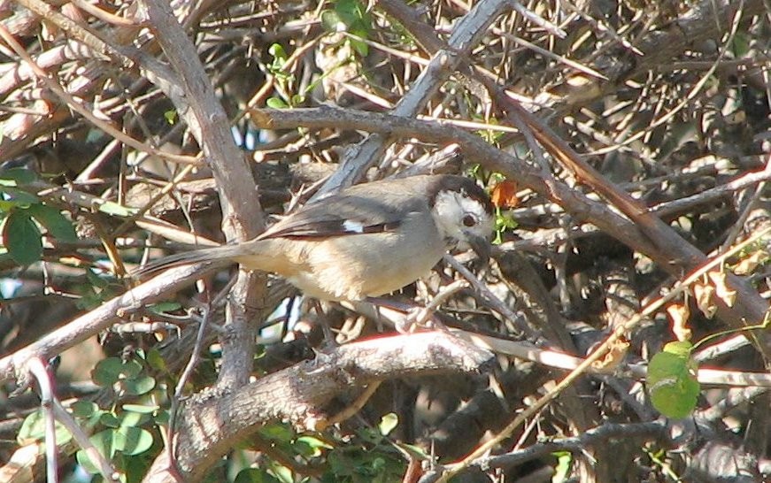 White-headed Brushfinch - Bob Curry