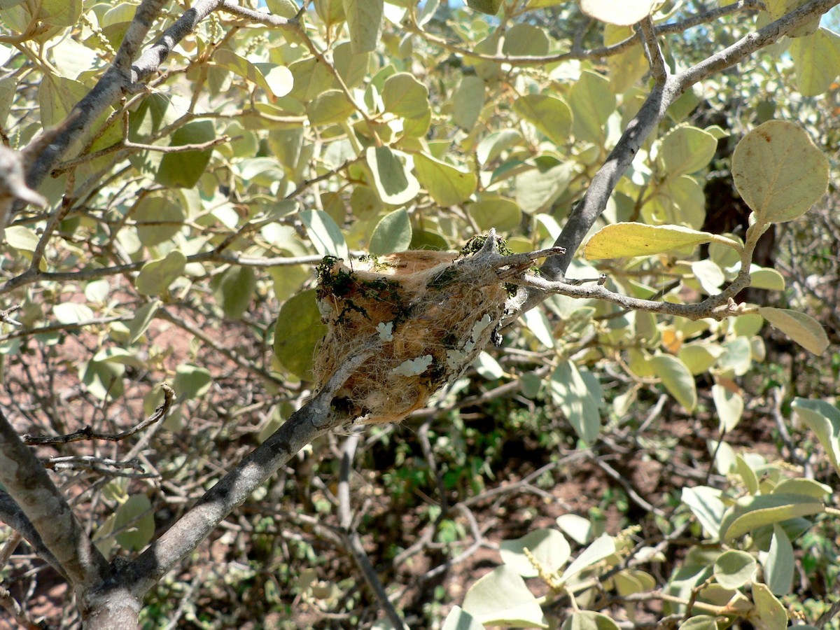 Spot-throated Hummingbird - ML198918361