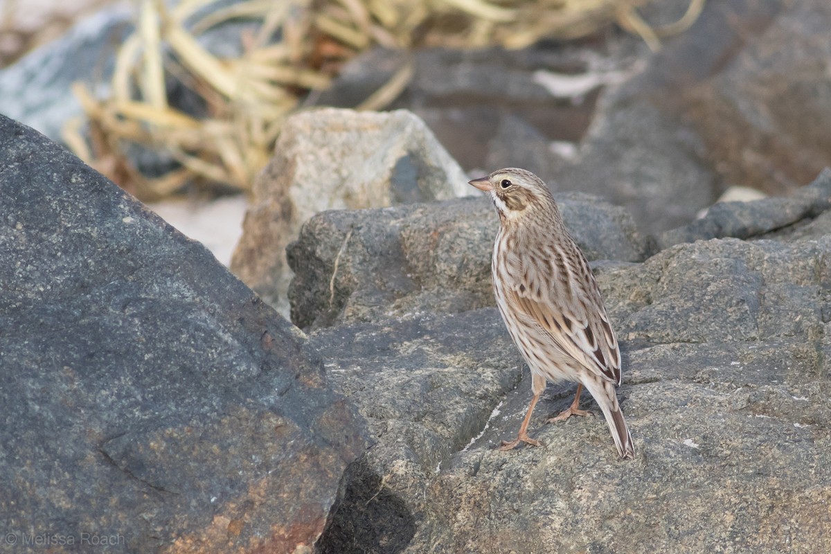 Savannah Sparrow (Ipswich) - ML198918581