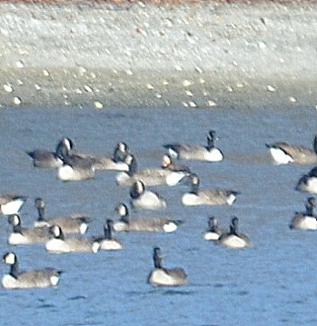 Greater White-fronted Goose - ML198918991