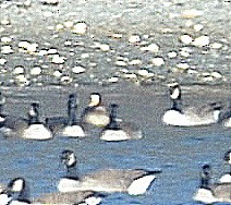 Greater White-fronted Goose - ML198919131