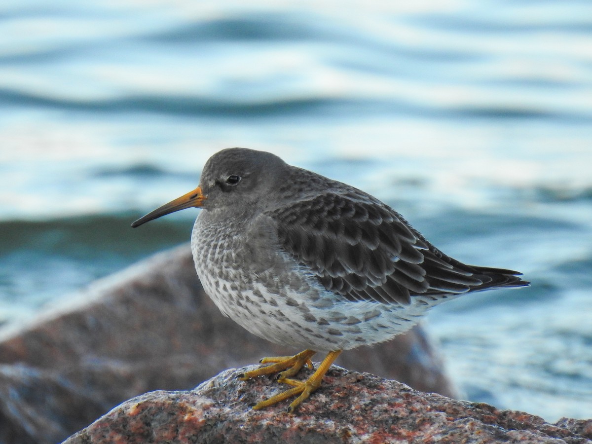 Purple Sandpiper - Colin Leslie