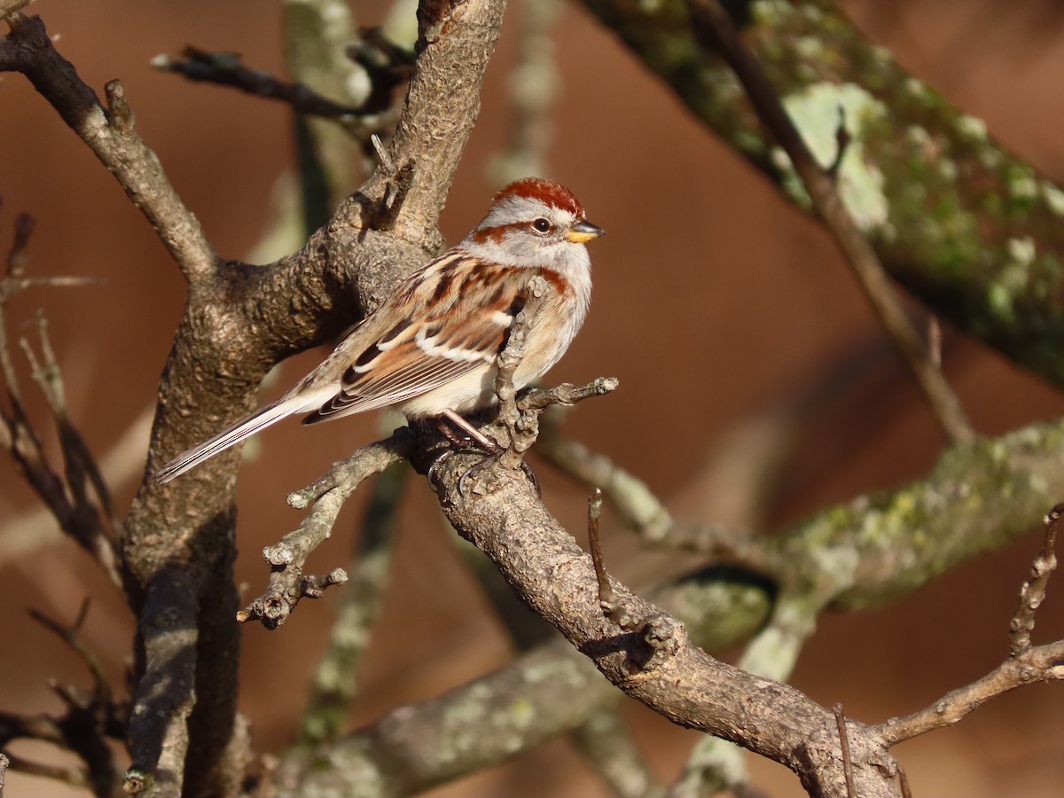 American Tree Sparrow - ML198920171