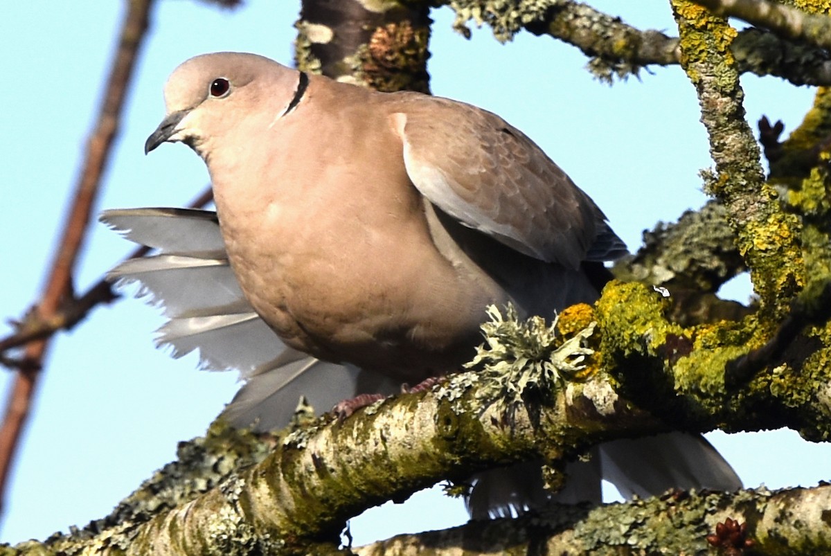 Eurasian Collared-Dove - Blair Whyte