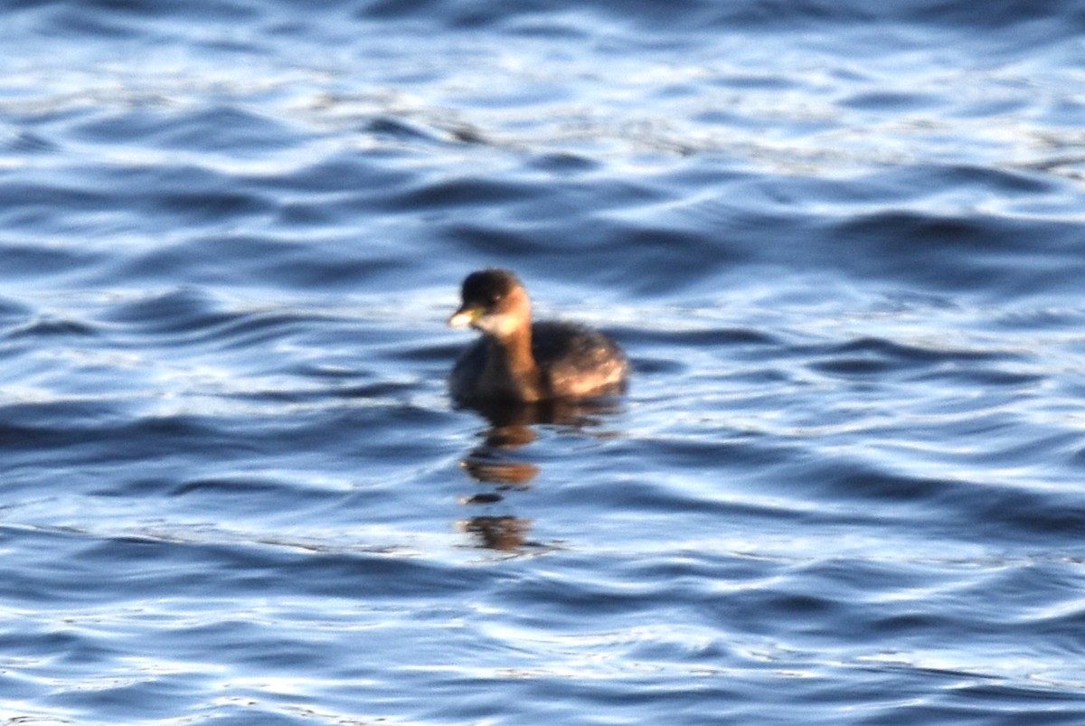 Little Grebe - Blair Whyte