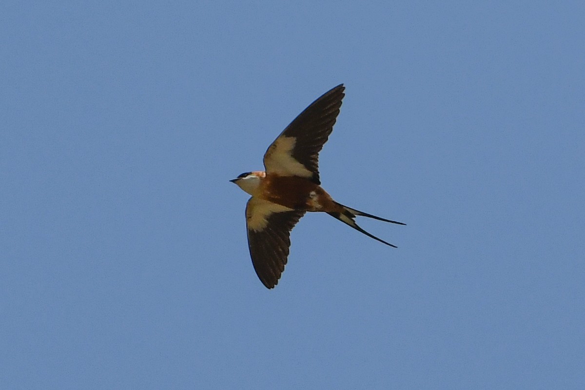 Mosque Swallow - Maryse Neukomm