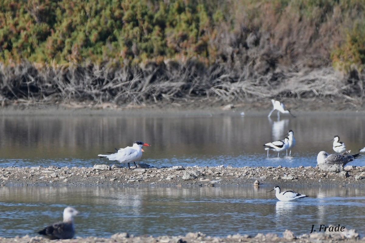 Caspian Tern - ML198926421