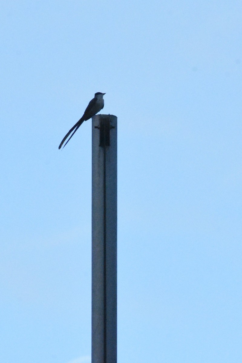 Fork-tailed Flycatcher - ML198927091